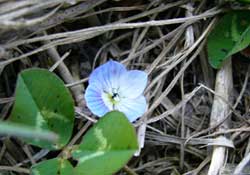 オオイヌノフグリ