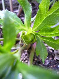 クリスマスローズ