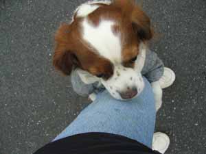 しがみつくモモ