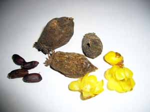 ロウバイの実と種