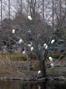 白鷺の木