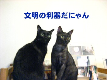 気持ちいいにゃん