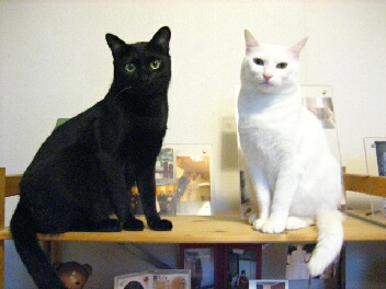 ピンク猫登場！