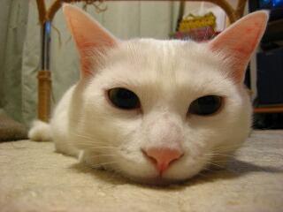 だいふくです・・