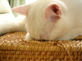 ねむた・・い・・