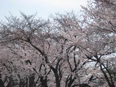 sakura.jpg