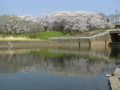 川とさくら.jpg