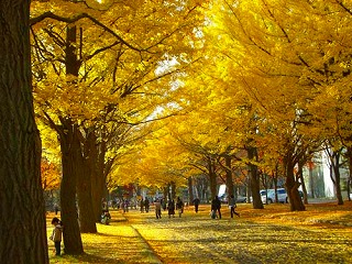 恋愛詩集 恋詩織 秋のうた 北海道のアウトドア 楽天ブログ