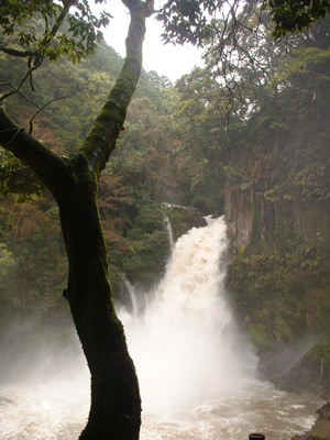 izu-kawazu.jpg