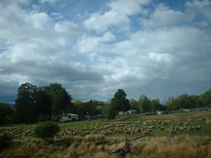 nz-sheep.jpg