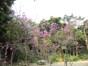 naha-park1.jpg