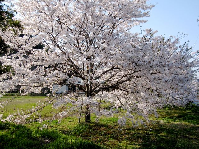 2009見事なさくら