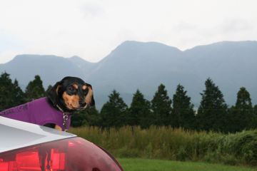 久住連山とさくら