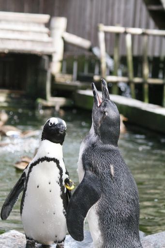 ペンギン