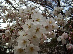 cherry blossom4