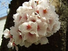 cherry blossom1