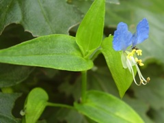 Commelina