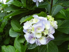 hydrangea