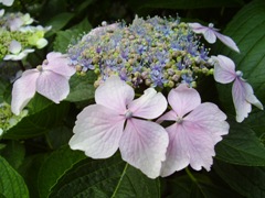 hydrangea2