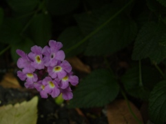 lantana