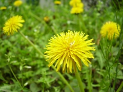 dandelion