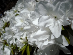 azalea3