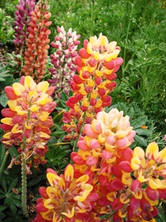lupine