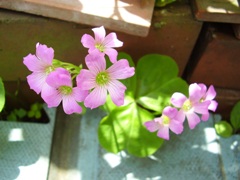 violet woodsorrel