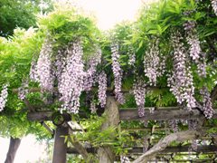 wisteria