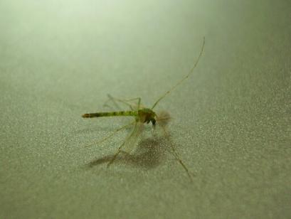 mosquito