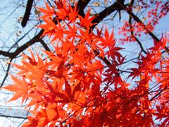 autumn leaves3