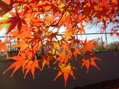 autumn leaves4