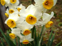 daffodils