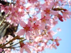 cherry blossom2