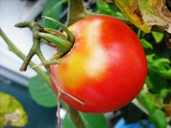 tomato2
