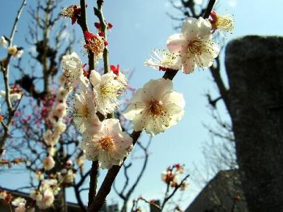 ume