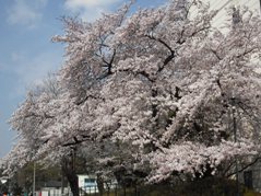 cherry blossom3