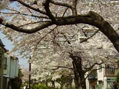 cherry blossom2