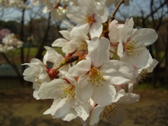 cherry blossom5
