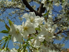 cherry blossom2