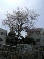 中学校の桜.JPG