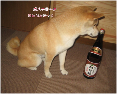 お酒3.jpg