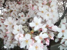 桜満開２.JPG