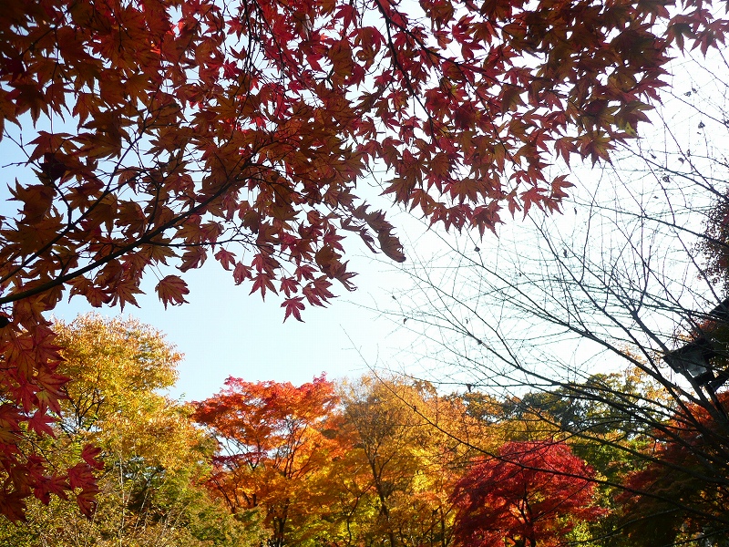 もみじの橋