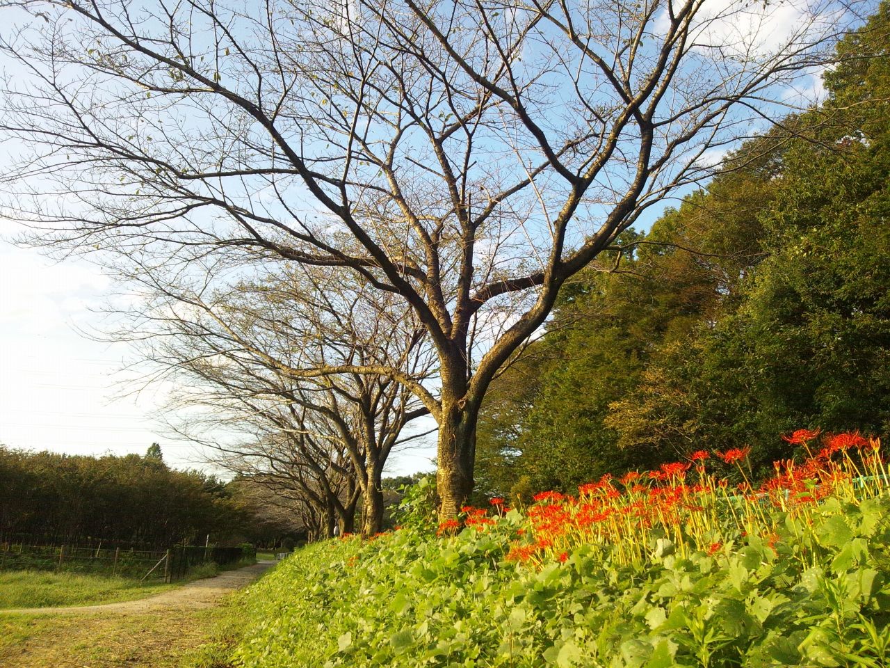 彼岸花