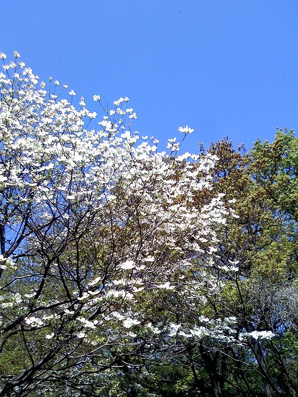 花水木