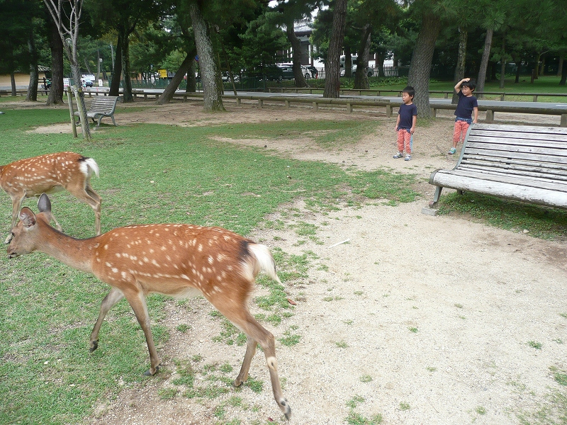 鹿こわい・・・