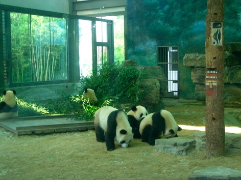 163 北京動物園5