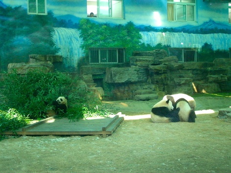 164 北京動物園6