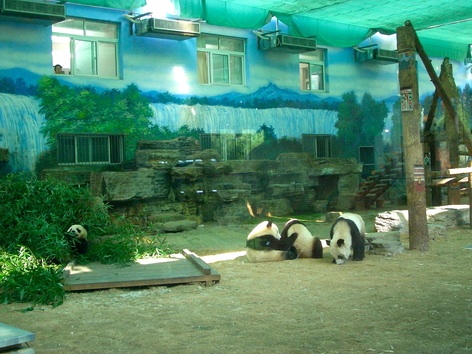 165 北京動物園7